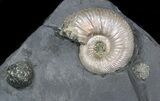 Iridescent Ammonite Fossils Mounted In Shale - x #38227-1